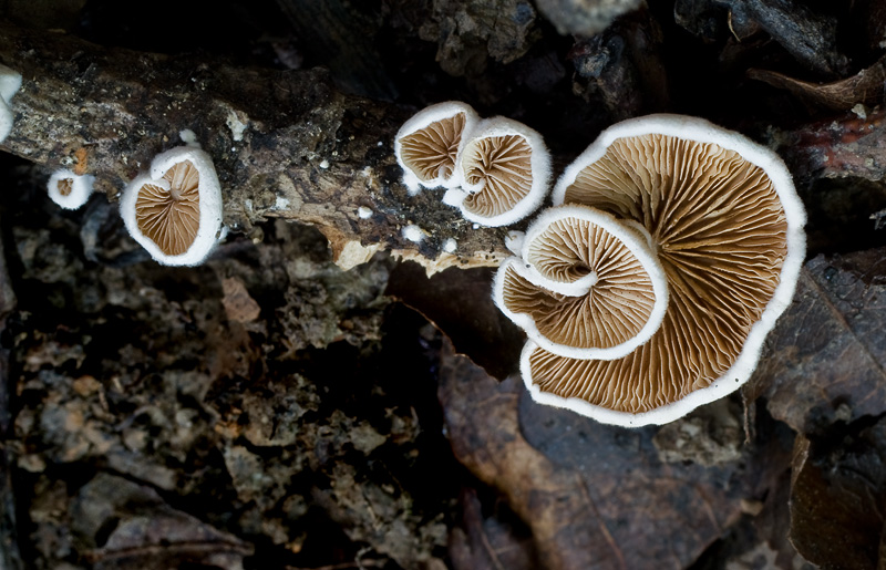 Crepidotus variabilis